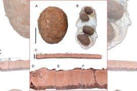 Image result for Acompsia subpunctella