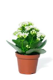 Image result for Kalanchoe rosalina