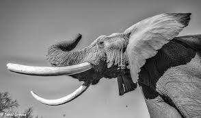 African Elephant Black And White Elephant Pictures Black And White Elephant Photo Jabu The Elephant Living With Elephants Foundation Okavango Delt Elephant Rescue Elephants Photos Elephant Black And White