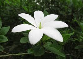 Image result for Gardenia transvenulosa