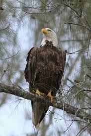 Birds That Look Like Eagles In Florida Pin On Bald Eagles