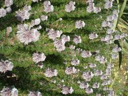 Image result for Swertia brownii