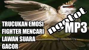 Suara burung prit geni mp3. Burung Pelatuk Bermahkota Merah Koleksi Burung Dan Ikan