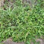 Image result for Desmodium uncinatum