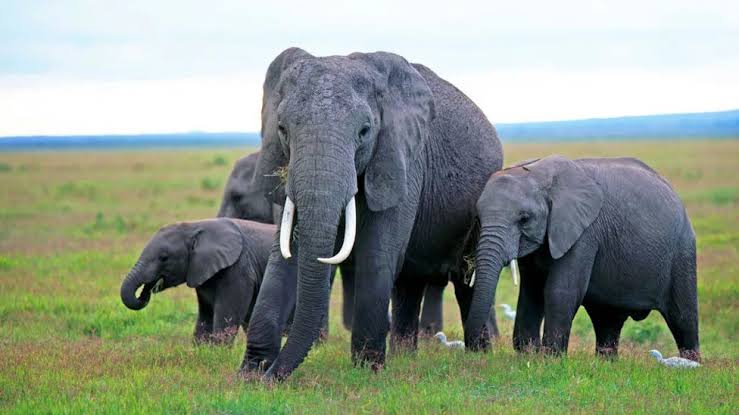 A herd of African elephants in the Amboseli ecosystem, where recent deaths have sparked local controversy and safety concerns.