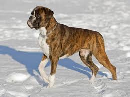 Boxer Dog Breed Information Pictures More