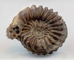 Image result for Pleioceras