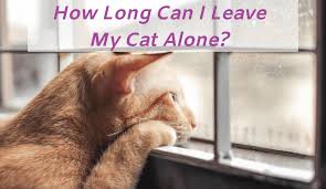 I've known cats who panic every time their human opens a suitcase; Latch Key Kitty How Long Can I Leave My Cat Alone Union Lake Pet