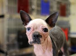 Shopping, adoptions, free nail trims, pet costume contest, entertainment and more. The Scabs To Riches Tale Of Alton Brown S New Rescue Dog Scabigail Atlanta Magazine