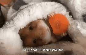 Hamster Eating Gif Hamster Eating Keepsafeandwarm Gifs Cute Hamsters Hamster Eating Cute Hamster
