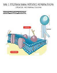Sejarah bab 4 tingkatan 4 kertas 3. Ejercicio De Struktur Membran Plasma