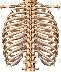 Viewmedica stock art rib cage and thoracic vertebrae with. Rib Cage Anatomy Posterior View Chest Bone Anterior View And Posterior View Anatomy The Neck Curves Back To Hold Up The Head Vertically
