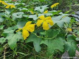 Image result for Cogniauxia podolaena