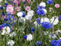 14 Best Flowers To Grow From Seed Bachelor Button Flowers Bachelor Buttons Easiest Flowers To Grow
