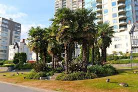 This way of stunting the growth on. Opinion Vancouver Should Plant More Palm Trees For Year Round Greenery Urbanized