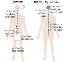 Maybe you would like to learn more about one of these? File Early Bindu Model Of Hatha Yoga Svg Wikipedia