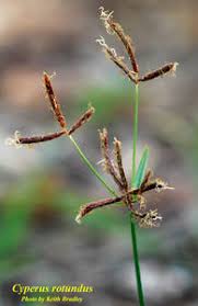 Image result for Cyperus sp.no.5