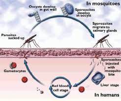 Falciparum malaria can be much more acute and severe than malaria caused by other plasmodium species (fig. Parasite