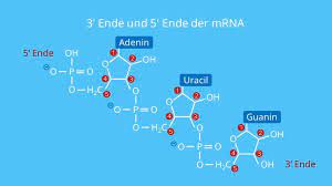 In jedem zellkern des menschlichen körpers findet sich desoxyribonukleinsäure (dns, engl.dna, von deoxyribonucleic acid), die auf 46 homologen chromosomen trägerin der erbinformation der menschen und der meisten anderen lebewesen ist (beweis durch oswald t. Mrna Aufbau Funktion Und Degradation Mit Video