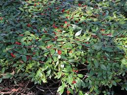 Buy cotoneaster salicifolius (willow leaf cotoneaster). Immergrune Strauchmispel Cotoneaster Salicifolius Baumschule Horstmann