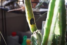 I kept it in my wallet and i guess after sitting on it weird or something the card broke in half. Stapelia And Orbea Having Trouble Possible Pests