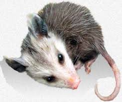 The bait must also be placed well inside the trap, far enough from the door that the animal's whole body must have entered the cage before the door is triggered shut. Caring For Orphaned Baby Opossums