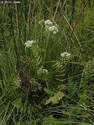 Image result for Berula erecta