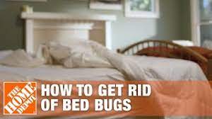 Bedbugs are found all over the world. How To Get Rid Of Bed Bugs The Home Depot