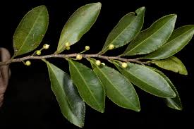 Image result for Aphloiaceae