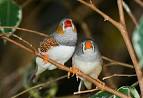 kaka 2 parrots talking funny hbo