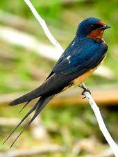 Big Black Birds In Missouri Birds Of St Charles County Mo Barn Swallow Barn Swallow Backyard Birds Wild Birds