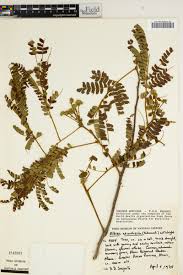 Image result for Albizia adianthifolia