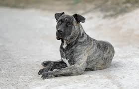 Are you looking for healthy perro de presa canario puppies for sale. Presa Canario Dogs And Puppies For Sale In The Uk Pets4homes