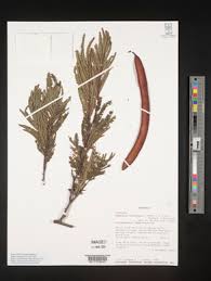Image result for Newtonia buchananii