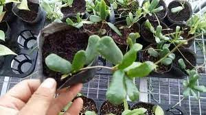 Free delivery for many products! Hoya Rotundiflora Square Leaf For Sale Happyforest