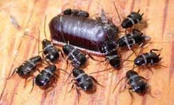 Maybe you would like to learn more about one of these? Pest Control Alerts