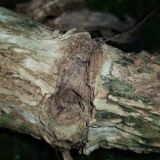 Image result for Premna mooiensis