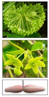 Image result for Marsdenia dregea