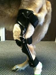 Non Surgical Alternatives For Dogs With Acl Ccl Injury Tamarack Habilitation Technologies Inc