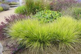 5 out of 5 stars. Add Zing To Your Garden With Vibrant Lime Green Foliage Weekend The Times