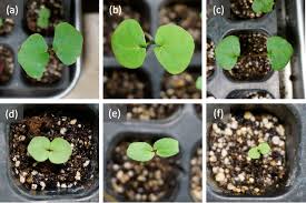 Image result for Fagopyrum snowdenii