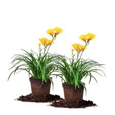 Check spelling or type a new query. Perfect Plants 1 Gal Stella D Oro Daylily Plant 2 Pack Thd00207 The Home Depot