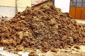 Should You Use Fresh Manure In Gardens: Is Fertilizing With Fresh Manure  Safe