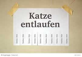 Zuerst sollte überprüft werden, ob sich der vierbeiner nicht in einem zimmer oder an einem ruhigen ort in der wohnung versteckt hat. Katze Entlaufen Was Tun Ein Ratgeber Vom Haustiermagazin
