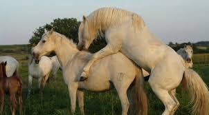 Hay ganteng, bagaimana nih kabar kalian. Bagaimana Kuda Kawin Keajaiban Evolusi Mendapatkan Hibrida Kuda Dengan Spesies Lain