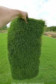 Image result for Paspalum