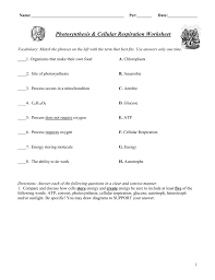 How are photosynthesis and cellular respiration related? Photosynthesis Cellular Respiration Worksheet