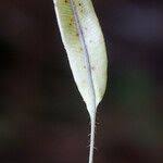 Image result for Elaphoglossum aubertii