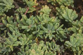 Image result for Suaeda vermiculata