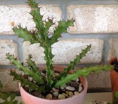 Image result for Euphorbia richardsiae